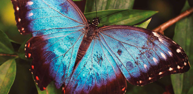 Exposición insectos: un mundo fascinante