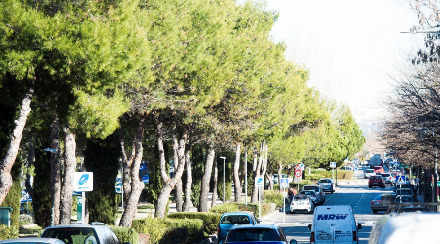 Arbolado de Pozuelo de Alarcón