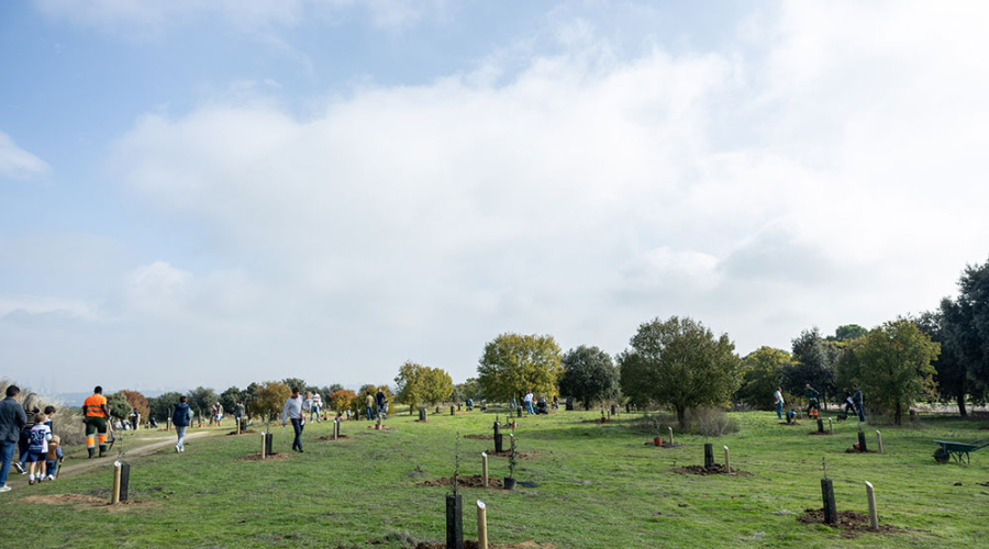 Plantación de árboles en Pozuelo de Alarcón