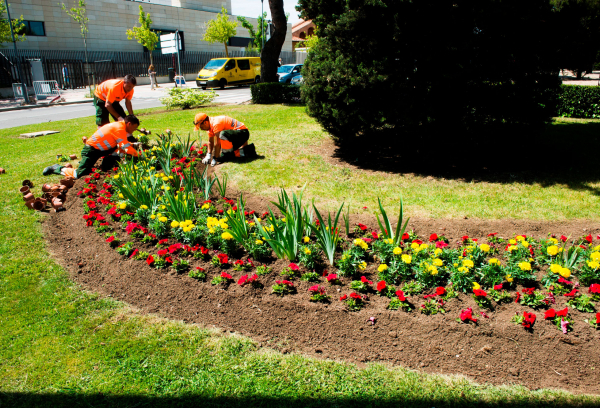 Plantación de flores