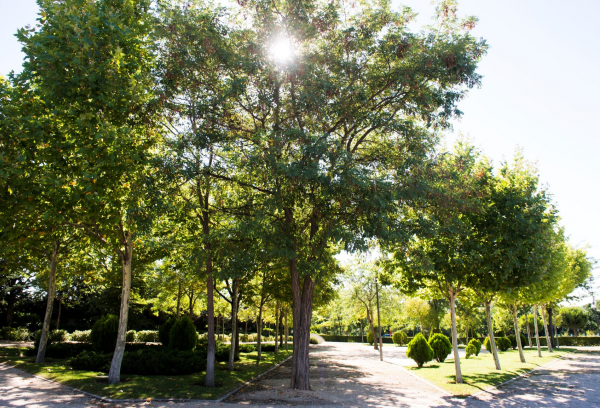 Un parque de Pozuelo