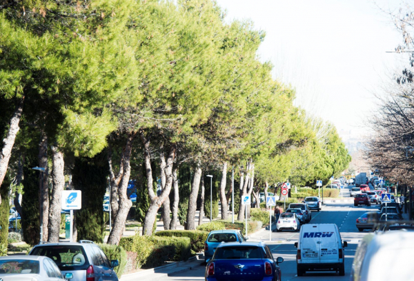 Arbolado de Pozuelo de Alarcón