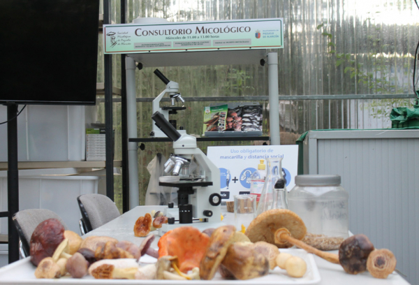 Consultorio Micologico