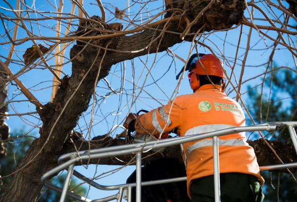 Operario realizando la poda de árboles municipales