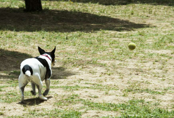 Área canina en el Parque Cerro de los Perdigones de Pozuelo