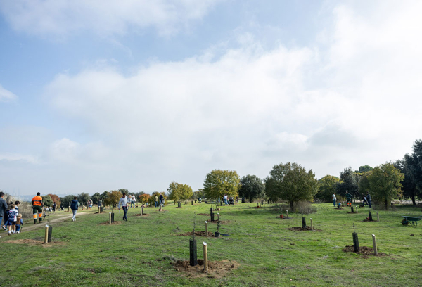 Plantación de árboles en Pozuelo de Alarcón